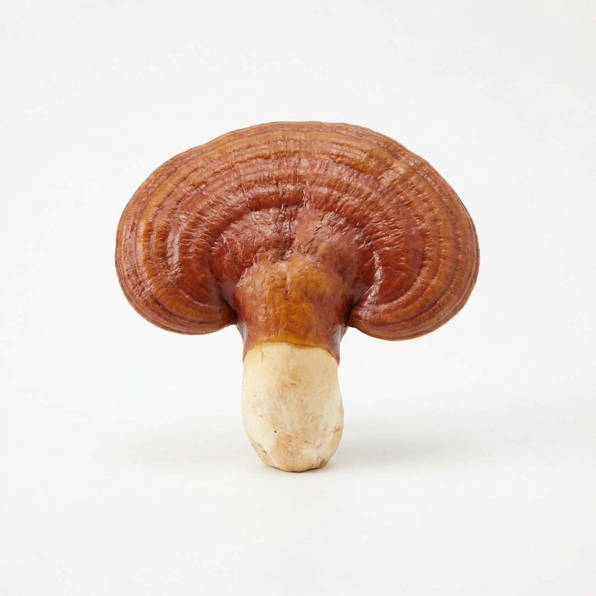 Reishi entero deshidratado