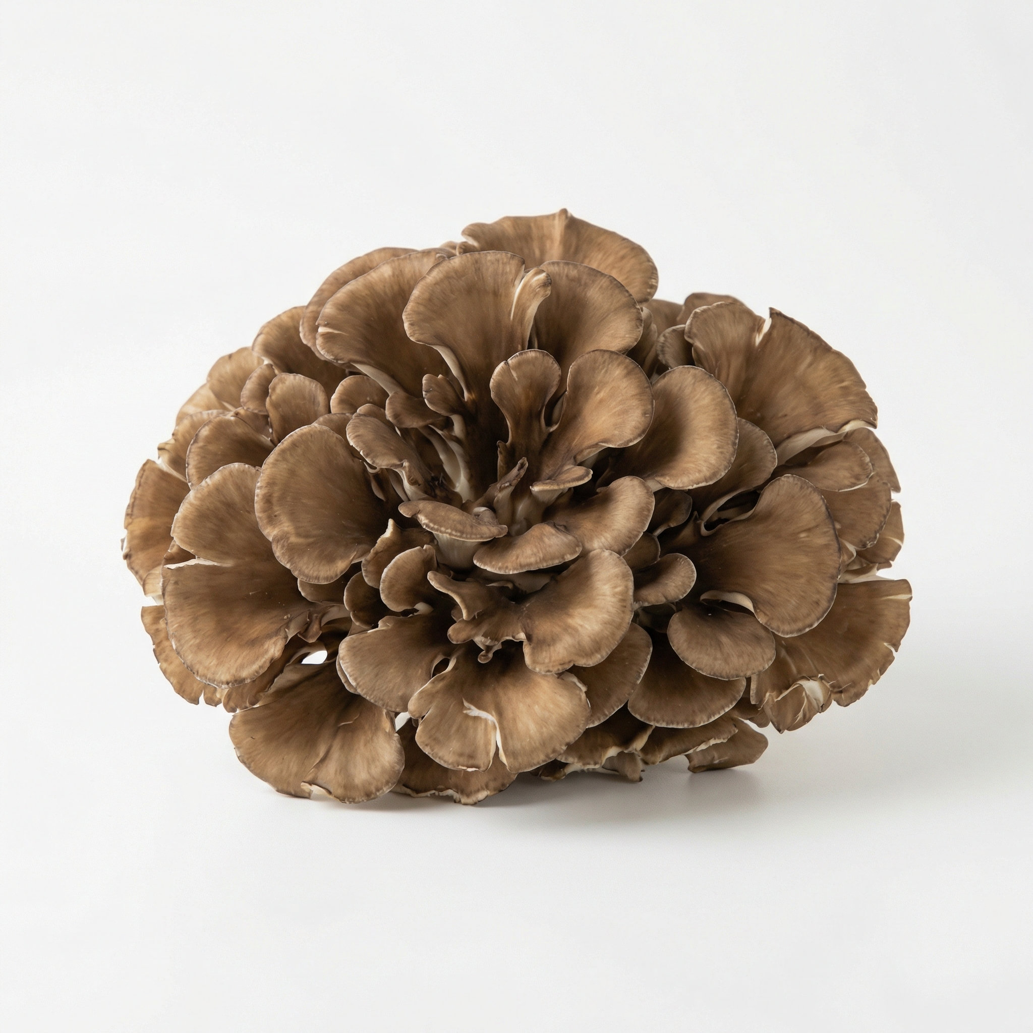 Maitake entero deshidratado