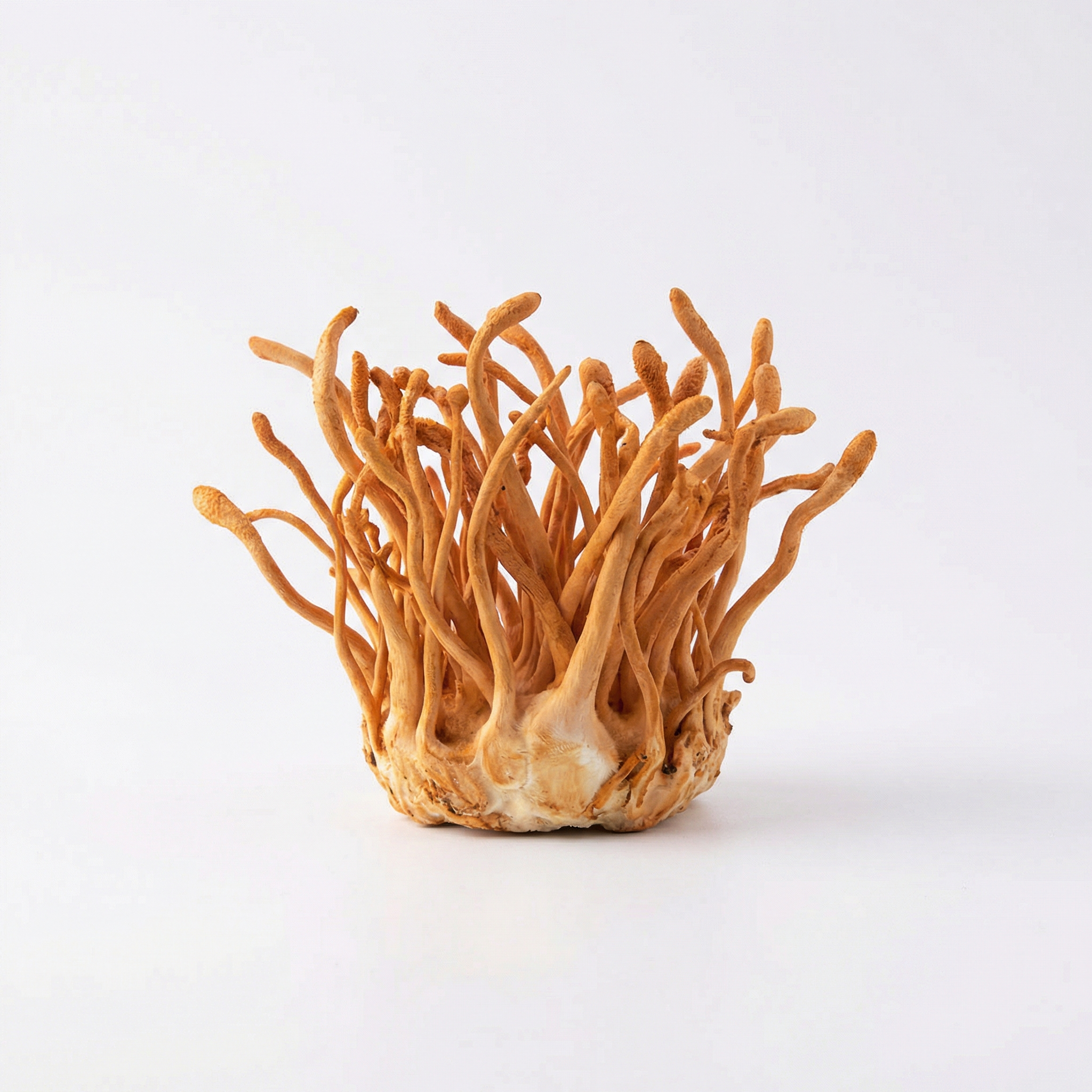 Cordyceps entero deshidratado